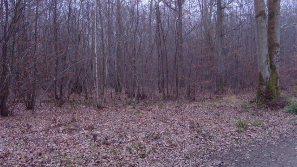 Pluckley Screaming Woods